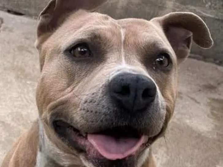 Chienne Staffordshire Américain Terrier beige à adopter