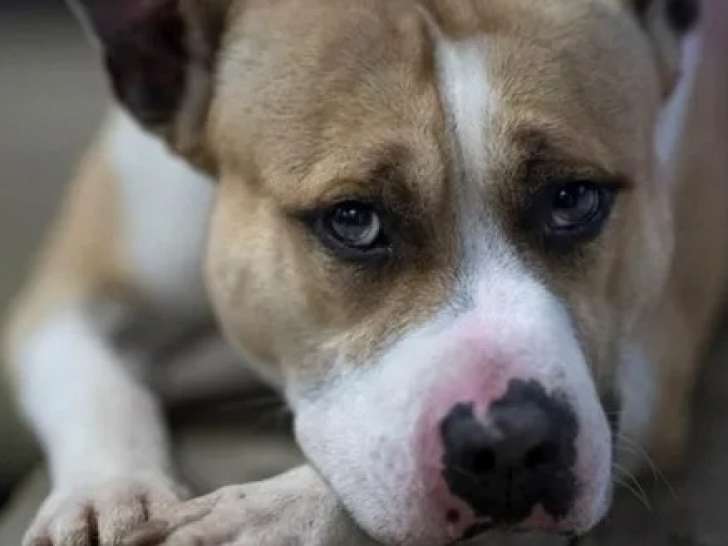 Chien Staffordshire Américain Terrier de 7 ans disponible à l'adoption
