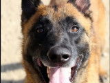 Chien Berger Malinois fauve en attente d'adoption