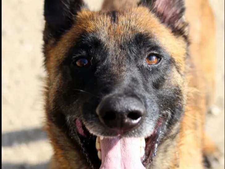 Chien Berger Malinois fauve en attente d'adoption