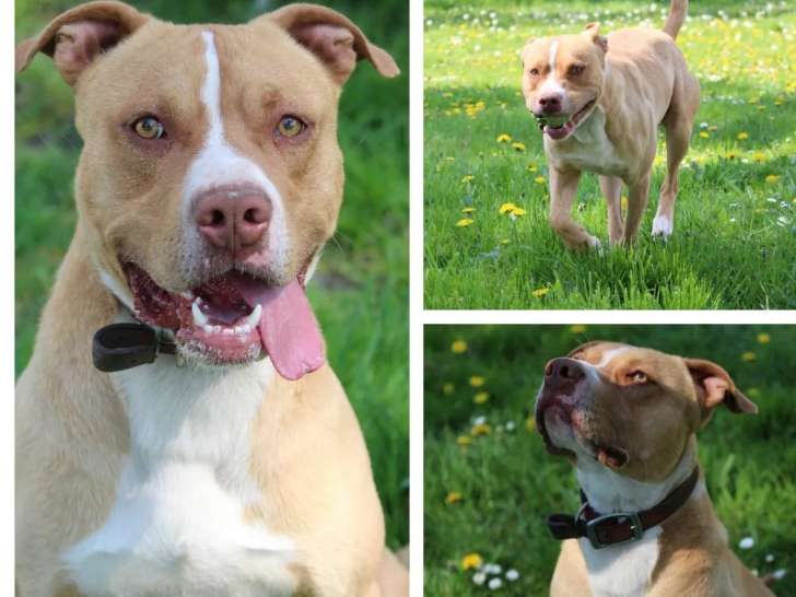 Chien Labrador de couleur fauve prêt pour l'adoption