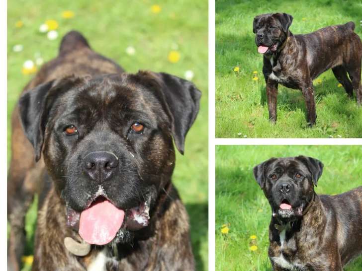 Chien Cane Corso bringé en attente d’un foyer