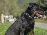 Chienne Beauceron noire et feu à accueillir