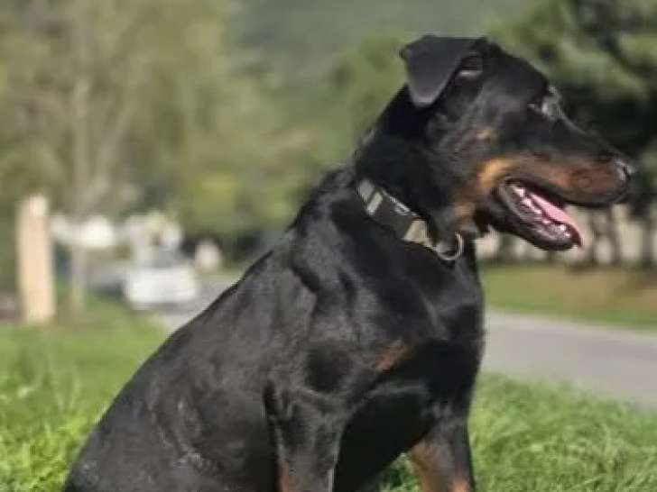 Chienne Beauceron noire et feu à accueillir