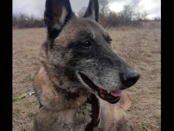 Chienne Berger Malinois fauve charbonnée en quête d’une famille