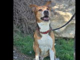 Adoption disponible : chien Beagle tricolore