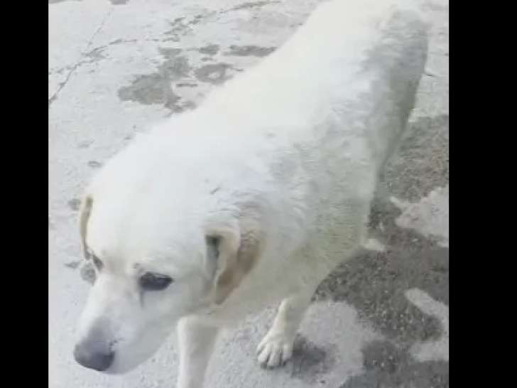 À adopter, chien de Montagne des Pyrénées blanc