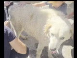 À adopter, chien de Montagne des Pyrénées blanc