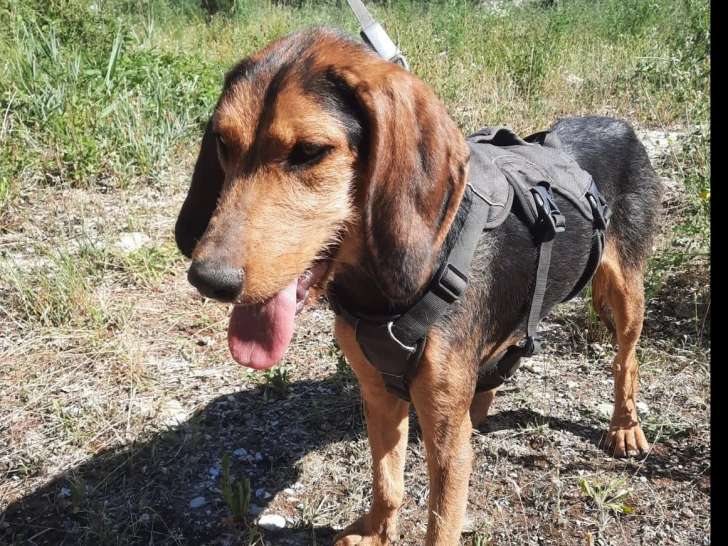 Disponible à l’adoption, chienne Bruno du Jura noire et feu