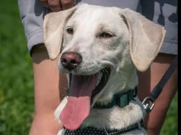 Prêt pour l’adoption, chiot mâle blanc