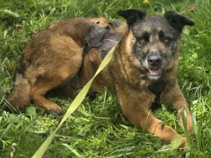 En attente d’une famille, chien Bouvier des Ardennes de 4 ans