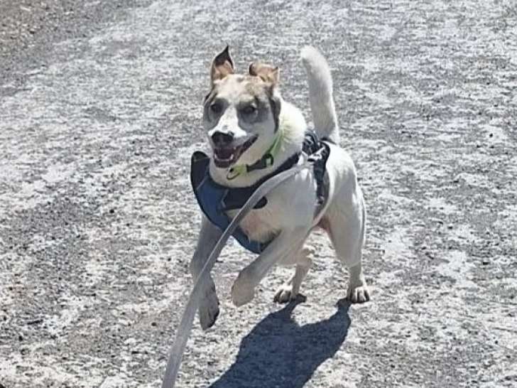 À accueillir, chien Berger d’Anatolie marron et blanc