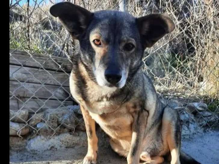 En quête d’un foyer, chien fauve charbonné