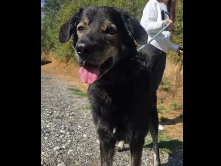 Adoption disponible : chien noir et beige