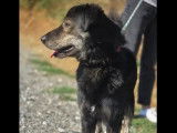 Adoption disponible : chien noir et beige