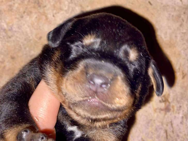 Chiots de type Beauceron mâle et femelles à vendre