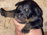 Chiots de type Beauceron mâle et femelles à vendre