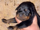 Chiots de type Beauceron mâle et femelles à vendre