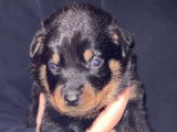 Chiots de type Beauceron mâle et femelles à vendre