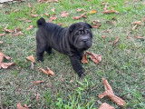 Chiot femelle Shar-Peï à vendre