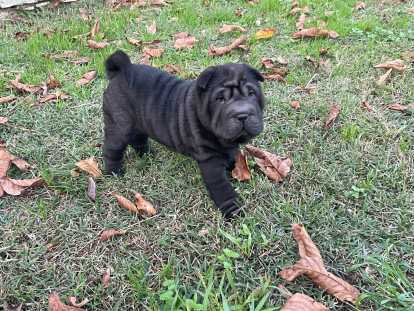 Chiot femelle Shar-Peï à vendre