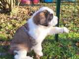 4 chiots Saint-Bernard &agrave; r&eacute;server
