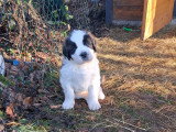 4 chiots Saint-Bernard à réserver