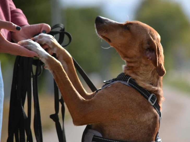 Molly, chienne à adopter en association