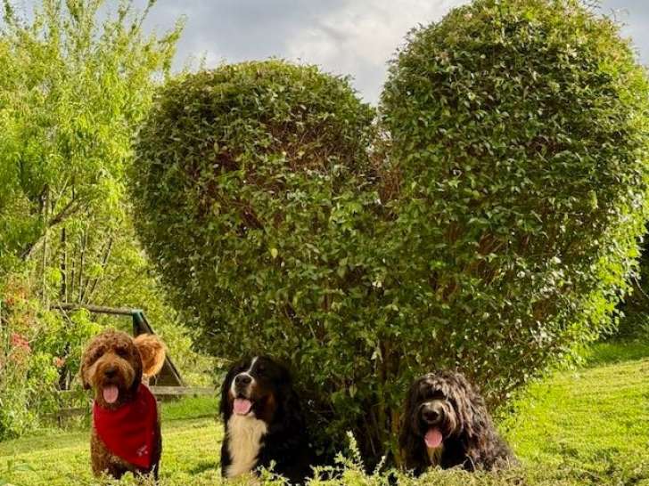 Chiots Bernedoodle à vendre