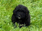 Chiots Bernedoodle à vendre