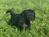Chiots Bernedoodle à vendre