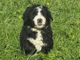 Chiots Bernedoodle à vendre