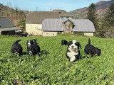 Chiots Bernedoodle à vendre