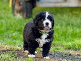 Chiots Bernedoodle à vendre