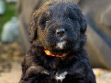 Chiots Bernedoodle à vendre