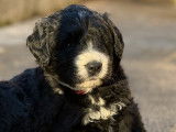Chiots Bernedoodle à vendre