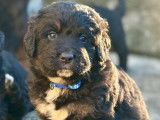 Chiots Bernedoodle à vendre
