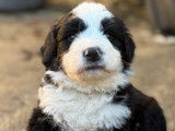 Chiots Bernedoodle à vendre