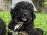 Chiots Bernedoodle à vendre