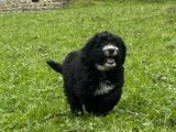 Chiots Bernedoodle &agrave; vendre