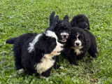 Chiots Bernedoodle &agrave; vendre