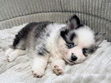 Chiots Pomsky mini F5 aux yeux bleus à vendre