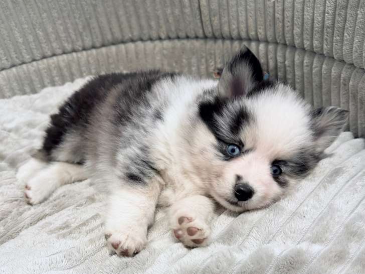 Chiots Pomsky mini F5 aux yeux bleus à vendre