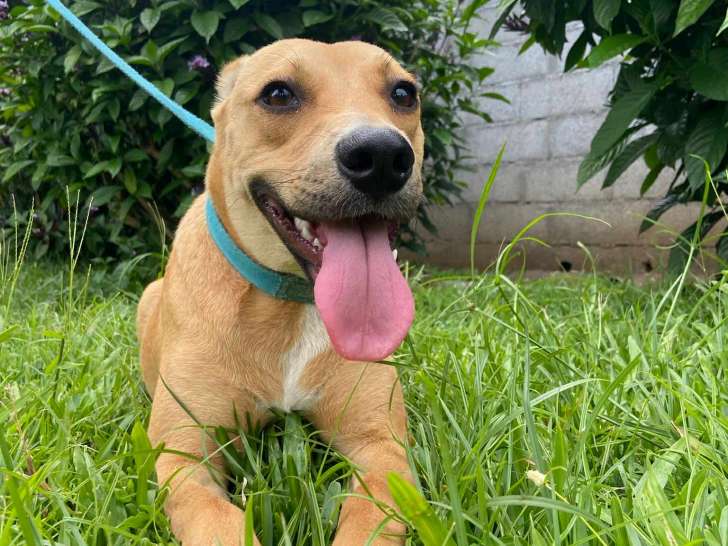 Tenesse, femelle Royal Bourbon de la Réunion à adopter en association