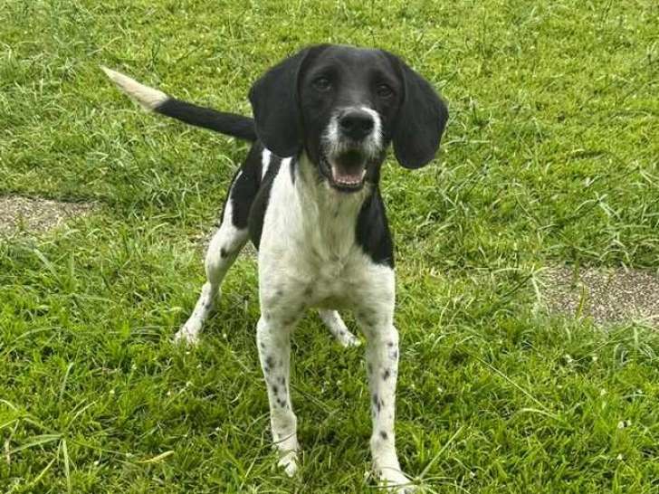 Valentine, chienne Royal Bourbon de la Réunion à adopter en association