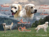 Chiots Golden Retriever à vendre