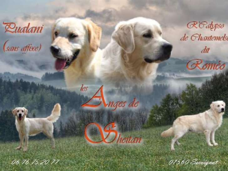 Chiots Golden Retriever à vendre