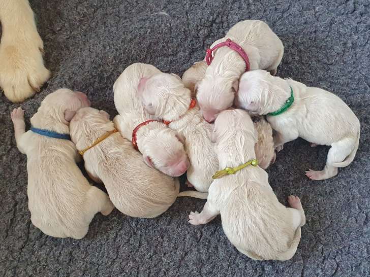 Chiot Golden Retriever LOF à vendre