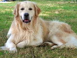 Chiot Golden Retriever LOF à vendre