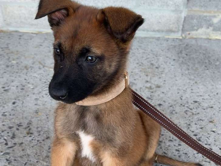 Chiots Malinois a vendre